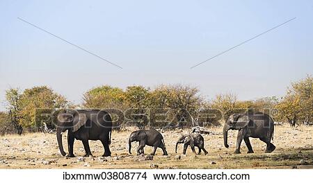 "African Elephants (Loxodonta africana) with calf after swimming, Rietfontein waterhole, Etosha National Park, Namibia, Africa" View Large Photo Image Picture - "African Elephants (Loxodonta africana) with calf after swimming, Rietfontein waterhole, Etosha National Park, Namibia, Africa". Fotosearch