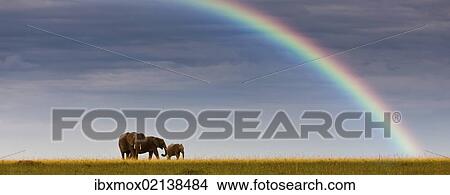"African elephants (Loxodonta africana) on the horizon, rainbow, Masai Mara National Reserve, Kenya, East Africa, PublicGround, Africa" View Large Photo Image Picture - "African elephants (Loxodonta africana) on the horizon, rainbow, Masai Mara National Reserve, Kenya, East Africa, PublicGround, Africa". Fotosearch