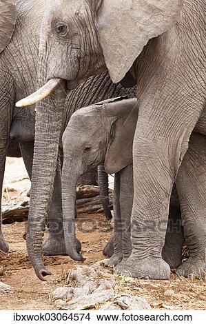"African elephants (Loxodonta africana) with young, Ruaha Nationalpark, Ostafrika, Tanzania, Africa" View Large Photo Image Picture - "African elephants (Loxodonta africana) with young, Ruaha Nationalpark, Ostafrika, Tanzania, Africa". Fotosearch