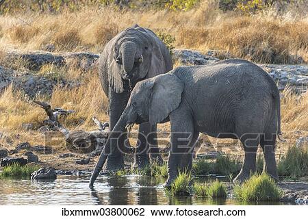 Stock Image - "African Elephants (Loxodonta africana) drinking at the Nuamses waterhole, Etosha National Park, Namibia, Africa". Fotosearch