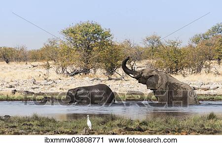 Stock Image - "African Elephants (Loxodonta africana) with young bathing at the Rietfontein waterhole, Etosha National Park, Namibia, Africa". Fotosearch