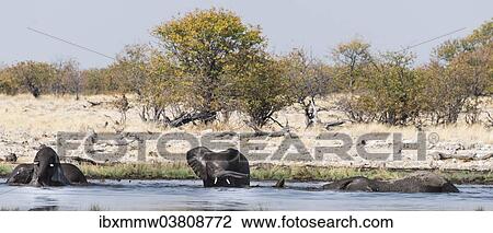 "African Elephants (Loxodonta africana) with young bathing at the Rietfontein waterhole, Etosha National Park, Namibia, Africa" View Large Photo Image Stock Image - "African Elephants (Loxodonta africana) with young bathing at the Rietfontein waterhole, Etosha National Park, Namibia, Africa". Fotosearch