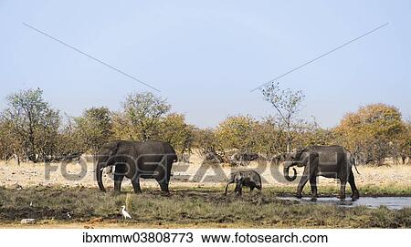 "African Elephants (Loxodonta africana) with calf after swimming, Rietfontein waterhole, Etosha National Park, Namibia, Africa" View Large Photo Image Stock Image - "African Elephants (Loxodonta africana) with calf after swimming, Rietfontein waterhole, Etosha National Park, Namibia, Africa". Fotosearch