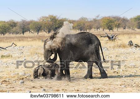 "African Elephants (Loxodonta africana) female with calf taking a dust bath, Etosha National Park, Namibia, Africa" View Large Photo Image Stock Image - "African Elephants (Loxodonta africana) female with calf taking a dust bath, Etosha National Park, Namibia, Africa". Fotosearch