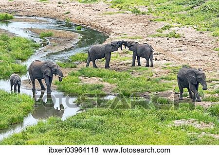 "African Elephants (Loxodonta africana) at a river, Tarangire, Tanzania, Africa" View Large Photo Image Stock Photo - "African Elephants (Loxodonta africana) at a river, Tarangire, Tanzania, Africa". Fotosearch