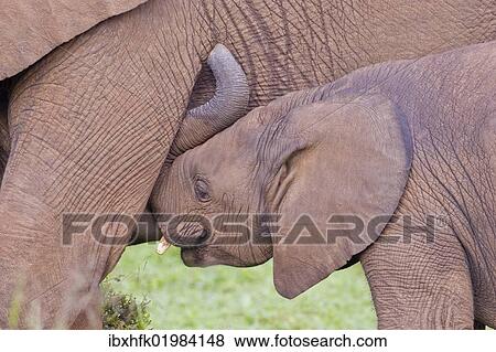 Stock Photo - "African elephants (Loxodonta africana) at the Addo Elephant Park, South Africa, Africa". Fotosearch