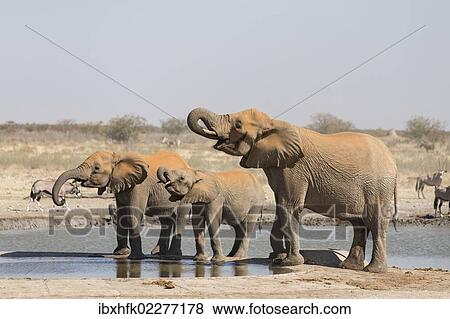 Stock Photo - "African elephants (Loxodonta africana) at water hole, Etosha National Park, Namibia, Africa". Fotosearch