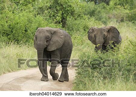 Stock Photo - "African Elephants (Loxodonta africana) walking along a track, Queen Elizabeth National Park, Uganda, Africa". Fotosearch