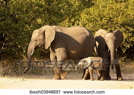"African Elephants (Loxodonta africana) with young, Kruger National Park, South Africa, Africa" View Large Photo Image Stock Photo - "African Elephants (Loxodonta africana) with young, Kruger National Park, South Africa, Africa". Fotosearch