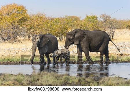 "African Elephants (Loxodonta africana) with calf after bathing in the Rietfontein waterhole, Etosha National Park, Namibia, Africa" View Large Photo Image Stock Photo - "African Elephants (Loxodonta africana) with calf after bathing in the Rietfontein waterhole, Etosha National Park, Namibia, Africa". Fotosearch