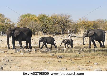 "African Elephants (Loxodonta africana) with calves after bathing in the Rietfontein waterhole, Etosha National Park, Namibia, Africa" View Large Photo Image Stock Photo - "African Elephants (Loxodonta africana) with calves after bathing in the Rietfontein waterhole, Etosha National Park, Namibia, Africa". Fotosearch