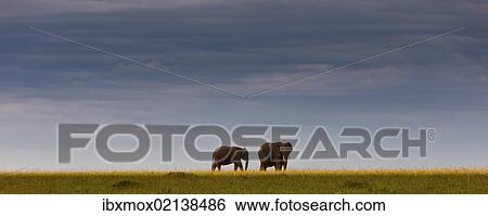 "African elephants (Loxodonta africana) on the horizon, Masai Mara National Reserve, Kenya, East Africa, PublicGround, Africa" View Large Photo Image Stock Photograph - "African elephants (Loxodonta africana) on the horizon, Masai Mara National Reserve, Kenya, East Africa, PublicGround, Africa". Fotosearch