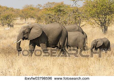 "African Elephants (Loxodonta africana) with young animals roaming the dry bushland, Etosha National Park, Namibia, Africa" View Large Photo Image Stock Photograph - "African Elephants (Loxodonta africana) with young animals roaming the dry bushland, Etosha National Park, Namibia, Africa". Fotosearch