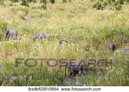 "African Elephants (Loxodonta africana), herd in tall grass, South Africa, Africa" View Large Photo Image Picture - "African Elephants (Loxodonta africana), herd in tall grass, South Africa, Africa". Fotosearch