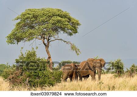 "African Elephants (Loxodonta africana), Tarangire, Tanzania, Africa" View Large Photo Image Picture - "African Elephants (Loxodonta africana), Tarangire, Tanzania, Africa". Fotosearch