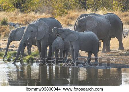 Picture - "African Elephants (Loxodonta africana), herd drinking at the Nuamses waterhole, Etosha National Park, Namibia, Africa". Fotosearch