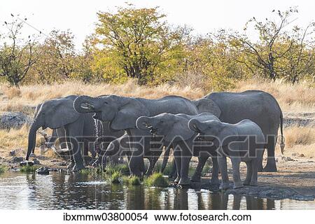 Picture - "African Elephants (Loxodonta africana), herd drinking at the Nuamses waterhole, Etosha National Park, Namibia, Africa". Fotosearch