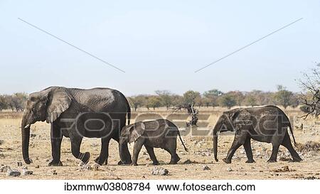 "African Elephants (Loxodonta africana), after bathing, Etosha National Park, Namibia, Africa" View Large Photo Image Picture - "African Elephants (Loxodonta africana), after bathing, Etosha National Park, Namibia, Africa". Fotosearch
