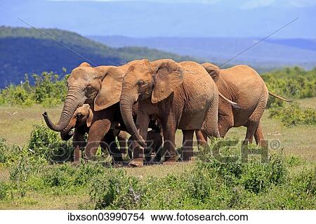 "African Elephants (Loxodonta africana), herd, Addo Elephant National Park, Eastern Cape, South Africa, Africa" View Large Photo Image Picture - "African Elephants (Loxodonta africana), herd, Addo Elephant National Park, Eastern Cape, South Africa, Africa". Fotosearch