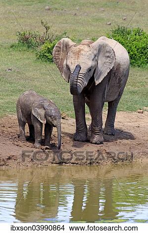 "African Elephants (Loxodonta africana), adult female with young by the water, drinking, Addo Elephant National Park, Eastern Cape, South Africa, Africa" View Large Photo Image Picture - "African Elephants (Loxodonta africana), adult female with young by the water, drinking, Addo Elephant National Park, Eastern Cape, South Africa, Africa". Fotosearch