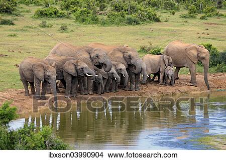"African Elephants (Loxodonta africana), herd at waterhole, Addo Elephant National Park, Eastern Cape, South Africa, Africa" View Large Photo Image Picture - "African Elephants (Loxodonta africana), herd at waterhole, Addo Elephant National Park, Eastern Cape, South Africa, Africa". Fotosearch