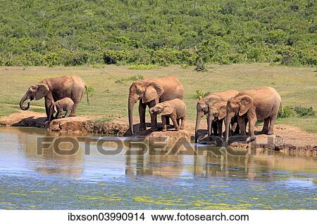 "African Elephants (Loxodonta africana), herd with young animals at the waterhole, Addo Elephant National Park, Eastern Cape, South Africa, Africa" View Large Photo Image Picture - "African Elephants (Loxodonta africana), herd with young animals at the waterhole, Addo Elephant National Park, Eastern Cape, South Africa, Africa". Fotosearch