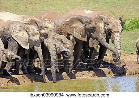 "African Elephants (Loxodonta africana), herd with young at the waterhole, Addo Elephant National Park, Eastern Cape, South Africa, Africa" View Large Photo Image Picture - "African Elephants (Loxodonta africana), herd with young at the waterhole, Addo Elephant National Park, Eastern Cape, South Africa, Africa". Fotosearch