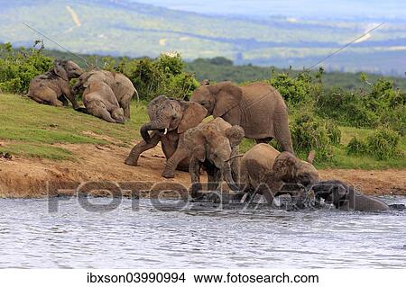 "African Elephants (Loxodonta africana), herd with young animals at the waterhole, Addo Elephant National Park, Eastern Cape, South Africa, Africa" View Large Photo Image Picture - "African Elephants (Loxodonta africana), herd with young animals at the waterhole, Addo Elephant National Park, Eastern Cape, South Africa, Africa". Fotosearch