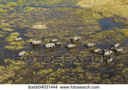 Picture - "African Elephants (Loxodonta africana), breeding herd, roaming in a freshwater marsh, aerial view, Okavango Delta, Botswana, Africa". Fotosearch