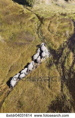"African Elephants (Loxodonta africana), breeding herd, roaming in a freshwater marsh, aerial view, Okavango Delta, Botswana, Africa" View Large Photo Image Picture - "African Elephants (Loxodonta africana), breeding herd, roaming in a freshwater marsh, aerial view, Okavango Delta, Botswana, Africa". Fotosearch