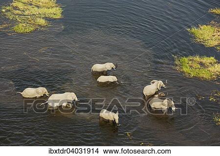"African Elephants (Loxodonta africana), breeding herd crossing a stream, aerial view, Okavango Delta, Botswana, Africa" View Large Photo Image Picture - "African Elephants (Loxodonta africana), breeding herd crossing a stream, aerial view, Okavango Delta, Botswana, Africa". Fotosearch