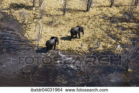 "African Elephants (Loxodonta africana), two bulls after bathing in a freshwater marsh, aerial view, Okavango Delta, Botswana, Africa" View Large Photo Image Picture - "African Elephants (Loxodonta africana), two bulls after bathing in a freshwater marsh, aerial view, Okavango Delta, Botswana, Africa". Fotosearch