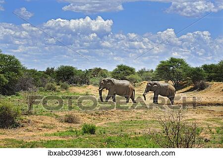 Stock Image - "African Elephants (Loxodonta africana), savannah, Erindi Game Reserve, Namibia, Africa". Fotosearch
