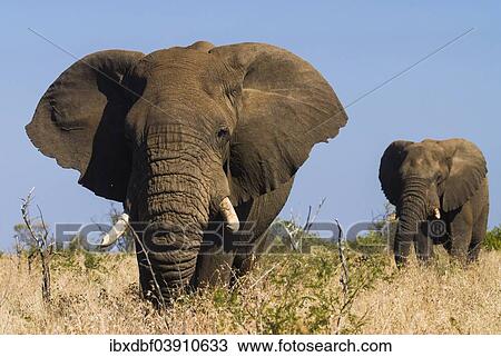 Stock Image - "African Elephants (Loxodonta africana), Kruger National Park, South Africa, Africa". Fotosearch