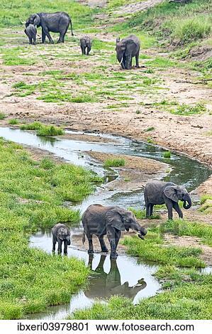 "African Elephants (Loxodonta africana), herd at river, Tarangire, Tanzania, Africa" View Large Photo Image Stock Image - "African Elephants (Loxodonta africana), herd at river, Tarangire, Tanzania, Africa". Fotosearch