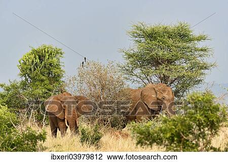 "African Elephants (Loxodonta africana), Tarangire, Tanzania, Africa" View Large Photo Image Stock Image - "African Elephants (Loxodonta africana), Tarangire, Tanzania, Africa". Fotosearch
