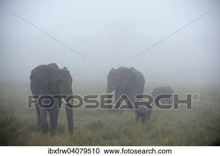 "African Elephants (Loxodonta africana), elephant family with bull, cow and young, in the fog, Maasai Mara, Kenya, Africa" View Large Photo Image Stock Image - "African Elephants (Loxodonta africana), elephant family with bull, cow and young, in the fog, Maasai Mara, Kenya, Africa". Fotosearch