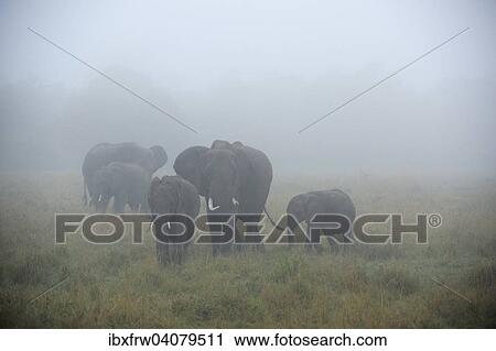 "African Elephants (Loxodonta africana), elephant family in the fog, Maasai Mara, Kenya, Africa" View Large Photo Image Stock Image - "African Elephants (Loxodonta africana), elephant family in the fog, Maasai Mara, Kenya, Africa". Fotosearch