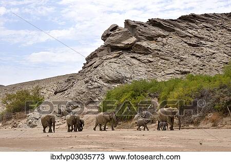 "African elephants (Loxodonta africana), desert elephants standing in the dry riverbed of the Hoanib ephemeral seasonal river at a rocky gorge, Kaokoveld, Namibia, Africa" View Large Photo Image Stock Image - "African elephants (Loxodonta africana), desert elephants standing in the dry riverbed of the Hoanib ephemeral seasonal river at a rocky gorge, Kaokoveld, Namibia, Africa". Fotosearch