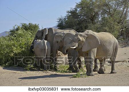 "African elephants (Loxodonta africana), desert elephants standing in the dry riverbed of the Hoanib ephemeral seasonal river, bei Purros, Kaokoveld, Namibia, Africa" View Large Photo Image Stock Image - "African elephants (Loxodonta africana), desert elephants standing in the dry riverbed of the Hoanib ephemeral seasonal river, bei Purros, Kaokoveld, Namibia, Africa". Fotosearch