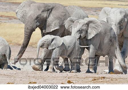 Stock Image - "African Elephants (Loxodonta africana), covered with mud, near Newbroni waterhole, Etosha National Park, Namibia, Africa". Fotosearch