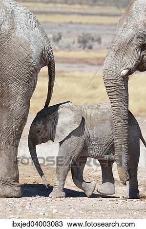 "African Elephants (Loxodonta africana), a baby surrounded by two adults, at Newbroni waterhole, Etosha National Park, Namibia, Africa" View Large Photo Image Stock Image - "African Elephants (Loxodonta africana), a baby surrounded by two adults, at Newbroni waterhole, Etosha National Park, Namibia, Africa". Fotosearch