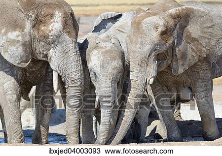 "African Elephants (Loxodonta africana), covered with dried mud, drinking at Newbroni waterhole, Etosha National Park, Namibia, Africa" View Large Photo Image Stock Image - "African Elephants (Loxodonta africana), covered with dried mud, drinking at Newbroni waterhole, Etosha National Park, Namibia, Africa". Fotosearch