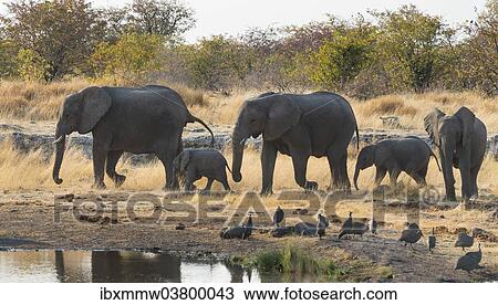Stock Image - "African Elephants (Loxodonta africana), herd approaching the Nuamses waterhole, Etosha National Park, Namibia, Africa". Fotosearch