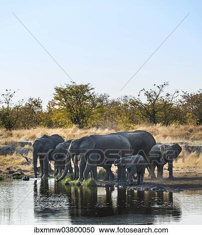 "African Elephants (Loxodonta africana), herd drinking at the Nuamses waterhole, Etosha National Park, Namibia, Africa" View Large Photo Image Stock Image - "African Elephants (Loxodonta africana), herd drinking at the Nuamses waterhole, Etosha National Park, Namibia, Africa". Fotosearch