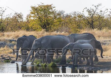 "African Elephants (Loxodonta africana), herd drinking at the Nuamses waterhole, Etosha National Park, Namibia, Africa" View Large Photo Image Stock Image - "African Elephants (Loxodonta africana), herd drinking at the Nuamses waterhole, Etosha National Park, Namibia, Africa". Fotosearch