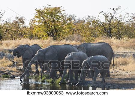 Stock Image - "African Elephants (Loxodonta africana), herd drinking at the Nuamses waterhole, Etosha National Park, Namibia, Africa". Fotosearch