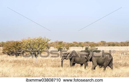 Stock Image - "African Elephants (Loxodonta africana), group moving through the dry grass, Etosha National Park, Namibia, Africa". Fotosearch