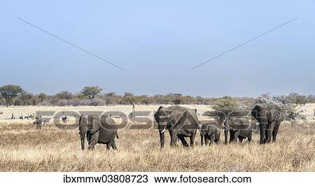 "African Elephants (Loxodonta africana), herd moving through the dry grass, Etosha National Park, Namibia, Africa" View Large Photo Image Stock Image - "African Elephants (Loxodonta africana), herd moving through the dry grass, Etosha National Park, Namibia, Africa". Fotosearch