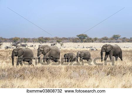 "African Elephants (Loxodonta africana), herd moving through the dry grass, Etosha National Park, Namibia, Africa" View Large Photo Image Stock Image - "African Elephants (Loxodonta africana), herd moving through the dry grass, Etosha National Park, Namibia, Africa". Fotosearch